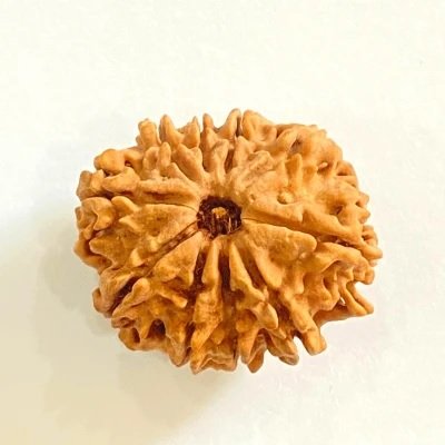 10   Mukhi Nepali Rudraksha