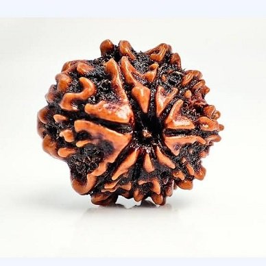 9   Mukhi Nepali Rudraksha