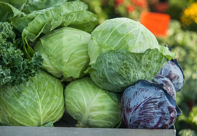 Cabbage