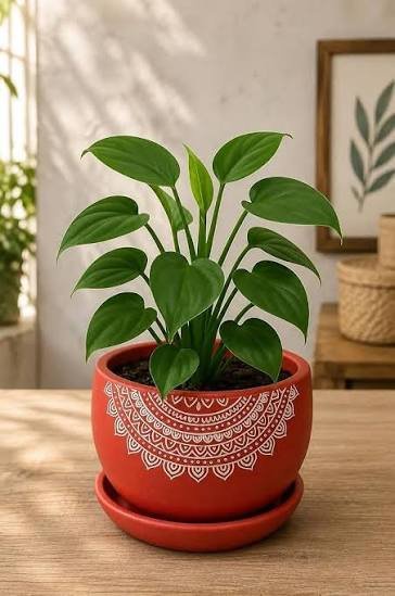 Clay Diyas