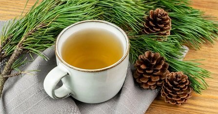 Pine Tea