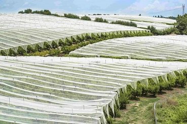 UV Treated Non Woven Fabric