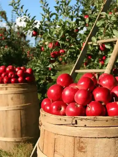 Kashmiri Apple