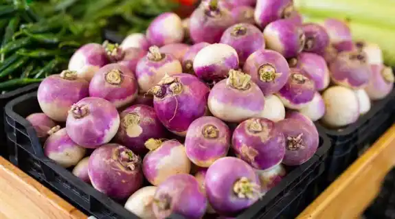 Turnip